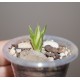 Haworthia chloracantha variegata