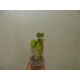Monadenium ritchiei variegata