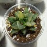 Haworthia pygmaea asperula variegata