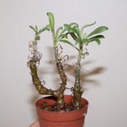 Tylecodon striatus