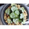 Хавортия Haworthia maughanii Inazuma small / Галерея