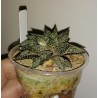 Хавортия Haworthia Superb