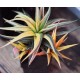 Haworthia radula variegata Aurea
