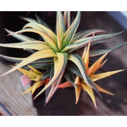 ъ26 Хавортия Haworthia radula variegata Aurea / Галерея
