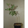 Pachycormus discolor Пахикормус разноцветный