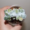 Echeveria pulvinata Frosty cristata small