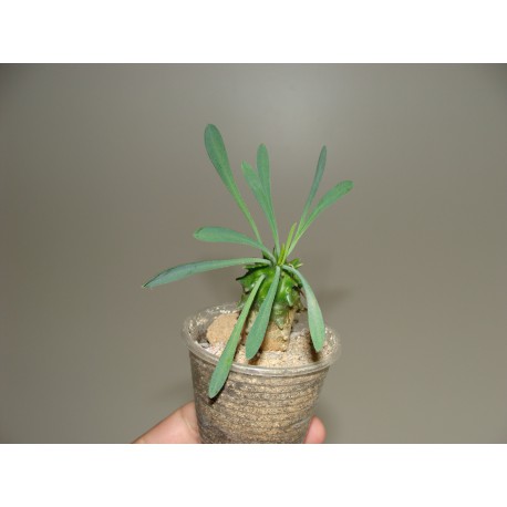 Euphorbia Gabizan Cocklebur одноголовая