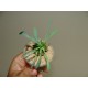 Euphorbia Gabizan Cocklebur одноголовая