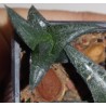 Хавортия Haworthia tesselata Sutteiheim