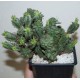 Euphorbia polygona monstrosa
