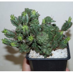 Euphorbia polygona monstrosa