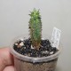 Euphorbia polygona monstrosa