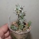 Euphorbia horrida monstrosa