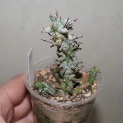 Euphorbia horrida monstrosa