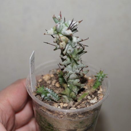 Euphorbia horrida monstrosa
