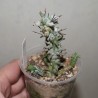 Euphorbia horrida monstrosa черенок