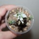 Euphorbia horrida monstrosa