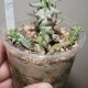 Euphorbia horrida monstrosa