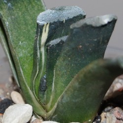 Haworthia truncata France ex variegata