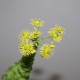 Greenovia aurea
