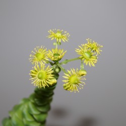 ъ26 Гриновия Greenovia aurea - Галерея