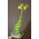 Greenovia aurea