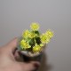 Greenovia aurea