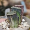 Haworthia truncata variegata