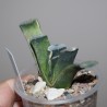 Haworthia truncata France variegata
