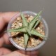 Aloe сортовое Greeny