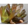 Haworthia Smaragd гибридная