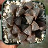 Хавортия Haworthia Sugar Plum