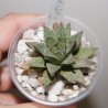 Haworthia reticulata hurlingii x splendens