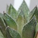 Haworthia reticulata hurlingii x splendens