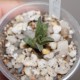 Haworthia reticulata hurlingii x splendens