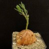 Талинум Talinum caffrum