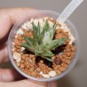 Haworthia turgida variegata Alba small