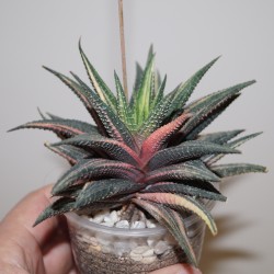 ъ26 Хавортия Haworthia limifolia variegata Red  - Галерея