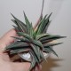 Haworthia limifolia variegata Red