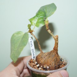 Фикус Ficus palmeri
