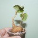Фикус Ficus palmeri