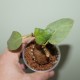 Фикус Ficus palmeri