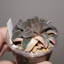 ъ26 Хавортия Haworthia pygmaea variegata Tiger Pyg / Галерея