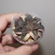 Haworthia pygmaea variegata Tiger Pyg