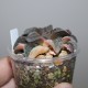 Haworthia pygmaea variegata Tiger Pyg