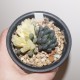 Haworthia obtusa variegata