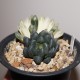 Haworthia obtusa variegata