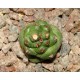 Monadenium (Euphorbia) ritchiei