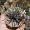 Хавортия Haworthia angustifolia altissima