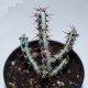 Euphorbia aeruginosa